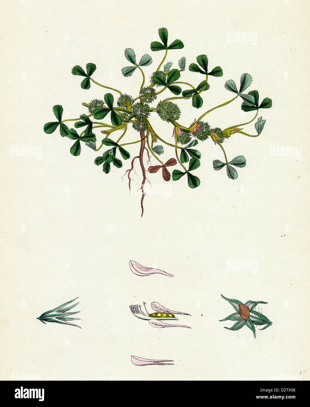 Trifolium suffocatum; Dense-flowered Trefoil Stock Photo