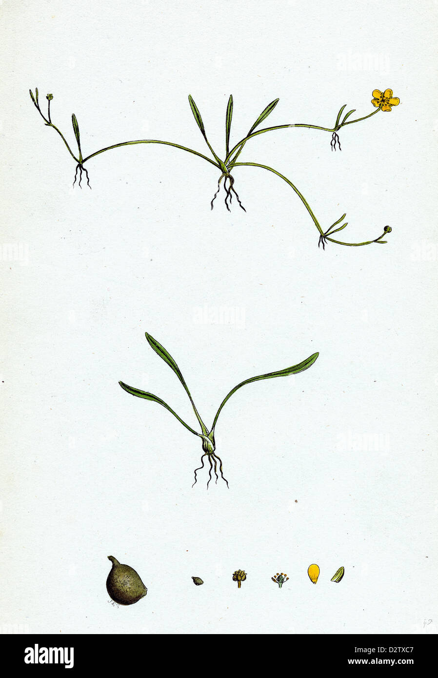 Ranunculus reptans; Creeping Spearwort Stock Photo