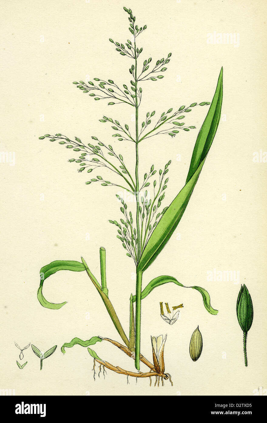 Milium effusum; Wood Millet-grass Stock Photo