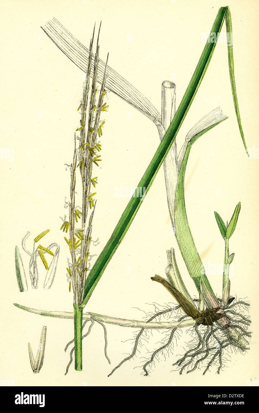 Spartina alterniflora Many-spiked Cord-grass Stock Photo