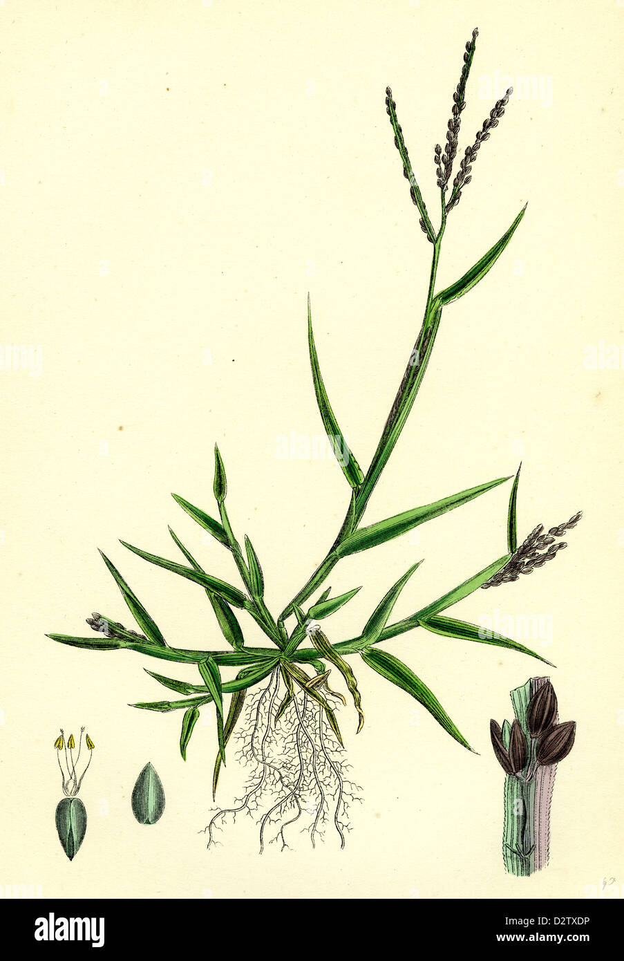 Digitaria humifusa; Glabrous Finger-grass Stock Photo