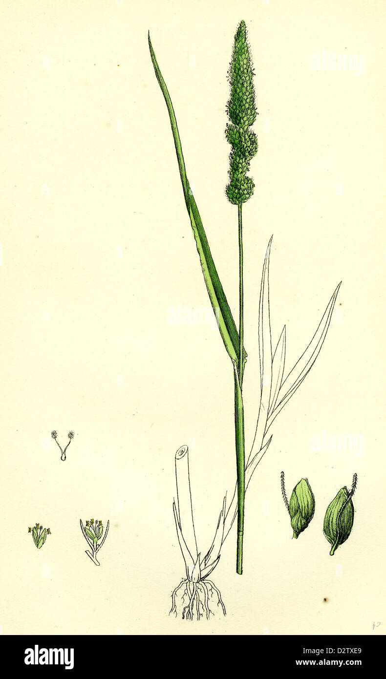 Setaria verticillata; Rough Bristle-grass Stock Photo - Alamy