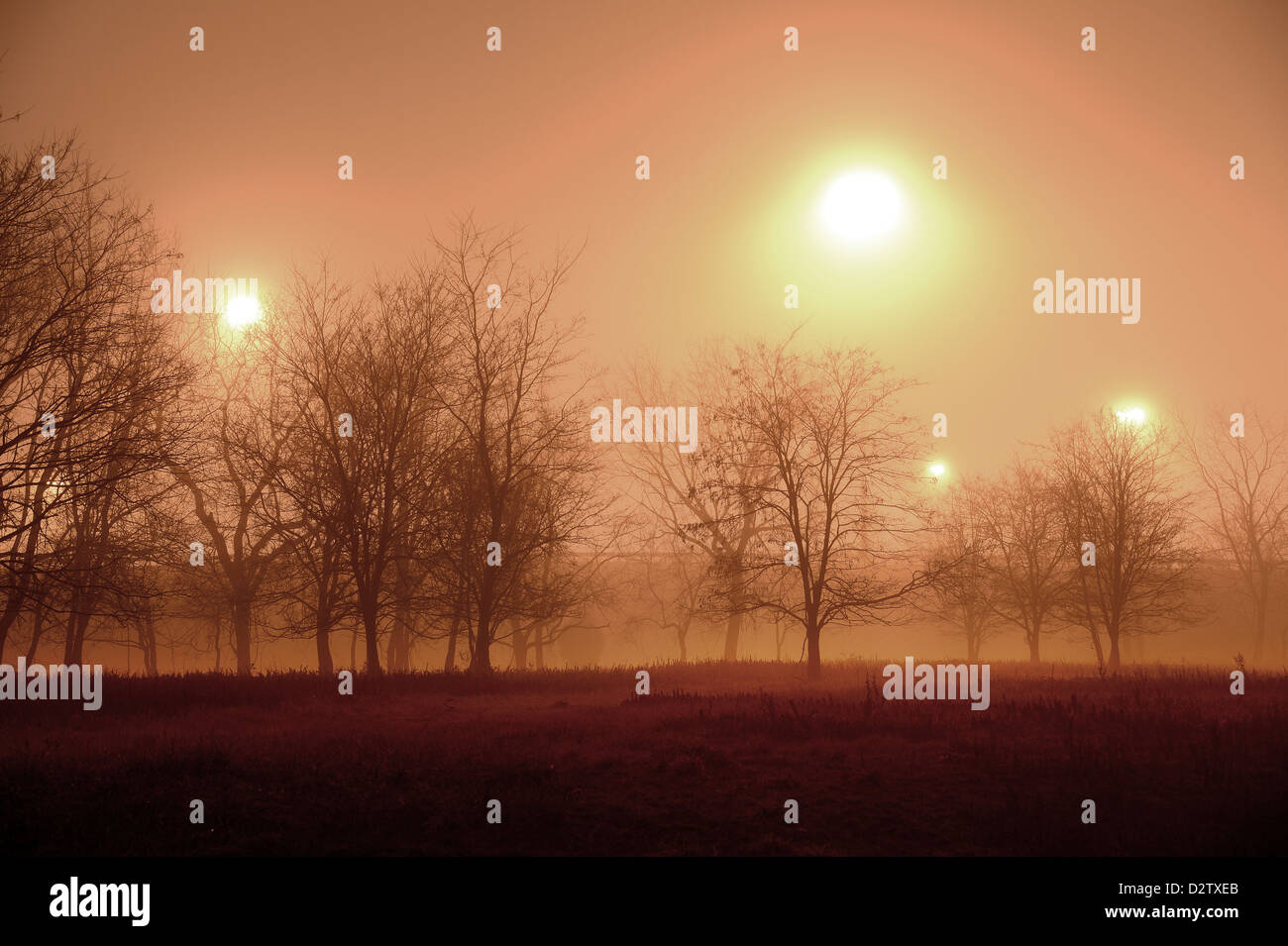 Foggy Hazy Night With Silhouetted Trees Lit By Lights Stock Photo