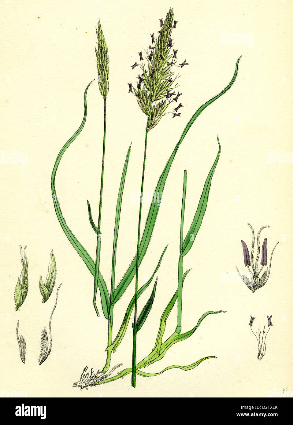 Anthoxanthum odoratum Sweet-scented Vernal-grass-- Stock Photo