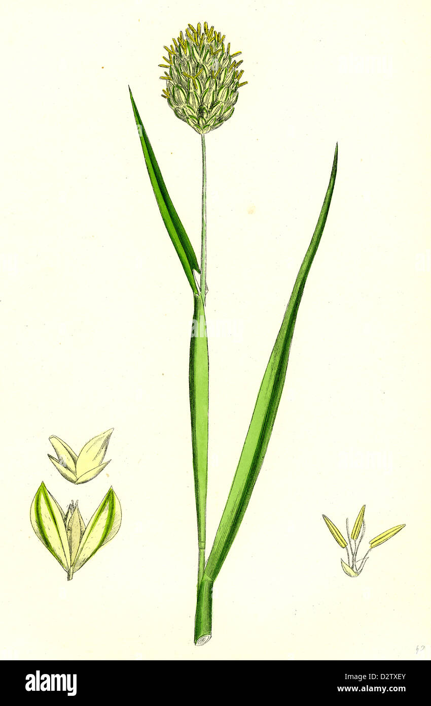 Phalaris canariensis; Canary-grass Stock Photo
