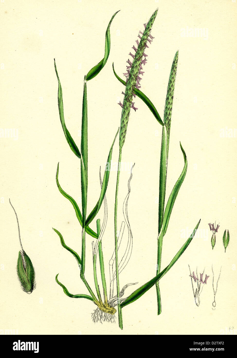 Alopecurus agrestis; Slender Fox-tail-grass Stock Photo