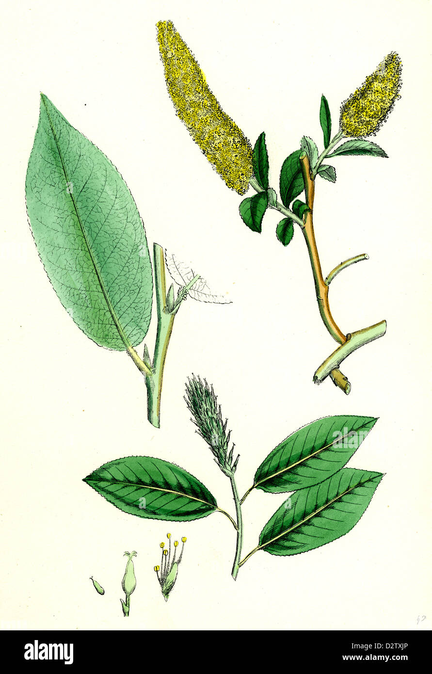 Salix pentandra; Bay-leaved Willow Stock Photo
