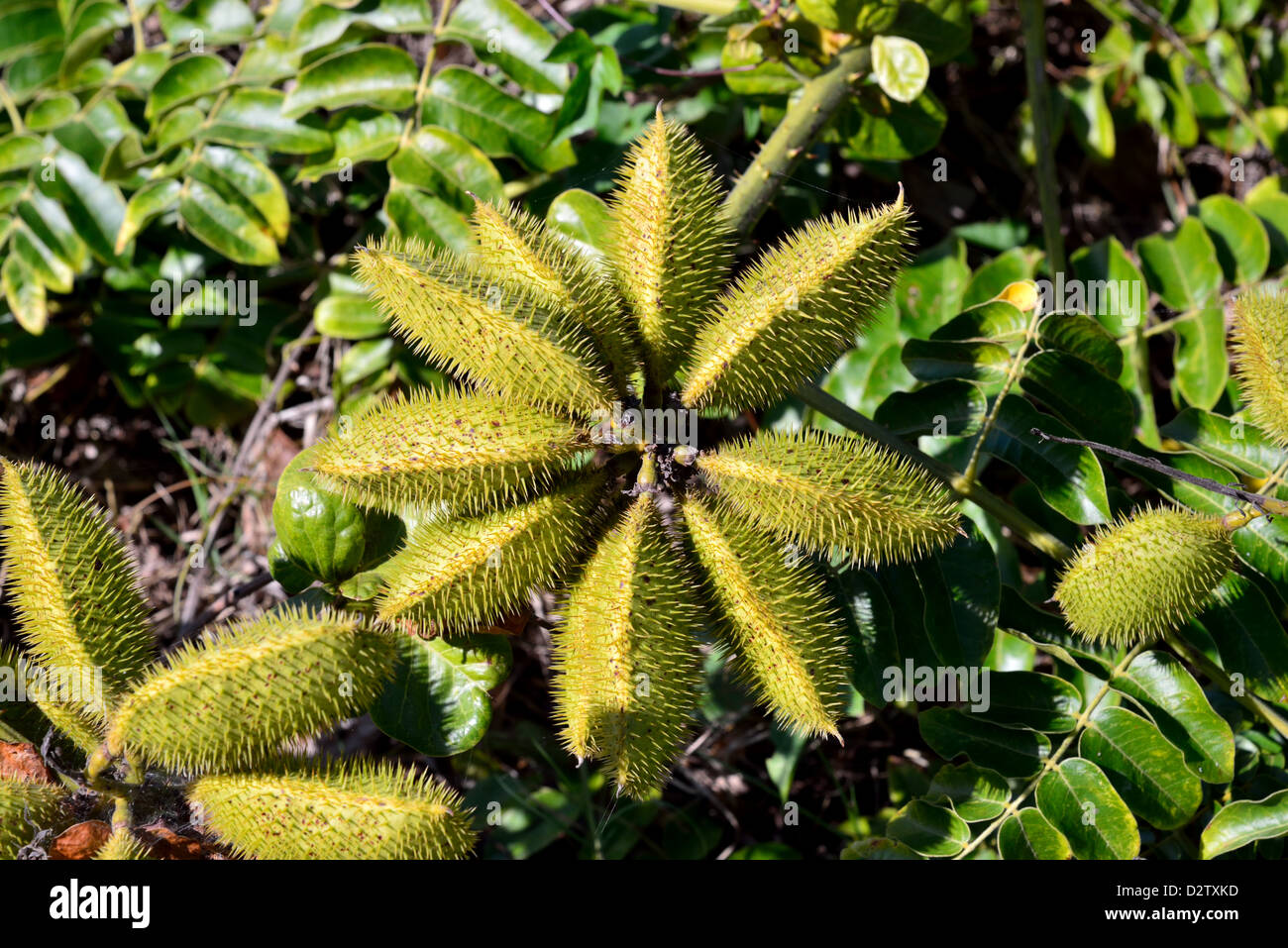 Spiky seed pods. The Everglades National Park, Florida, USA Stock Photo -  Alamy
