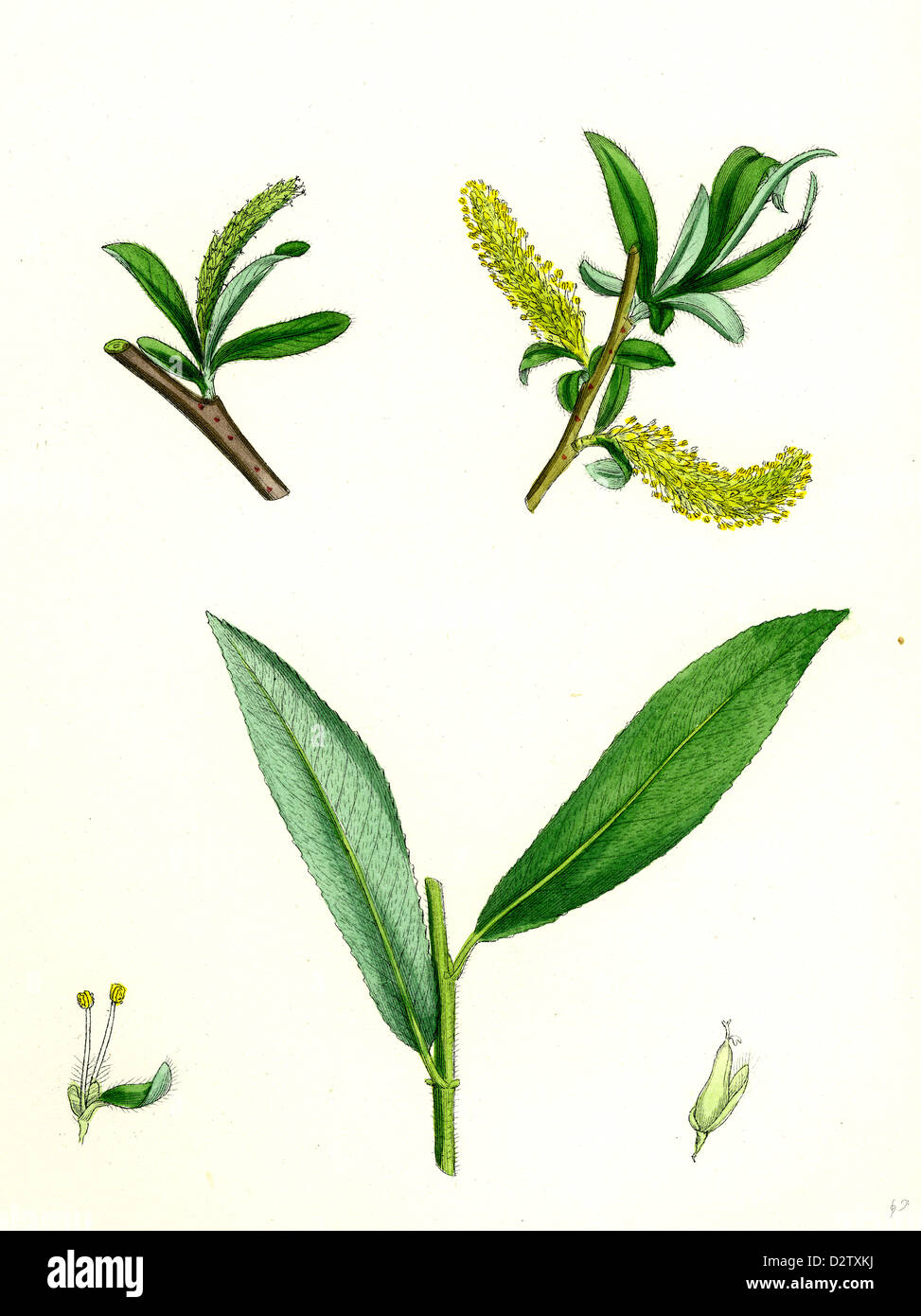 Salix alba, var. genuina; White Willow Stock Photo