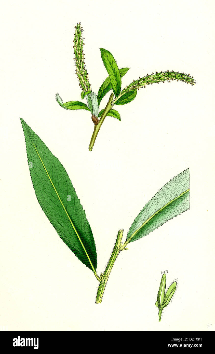 Salix alba, var. coerulea; Blue Willow Stock Photo