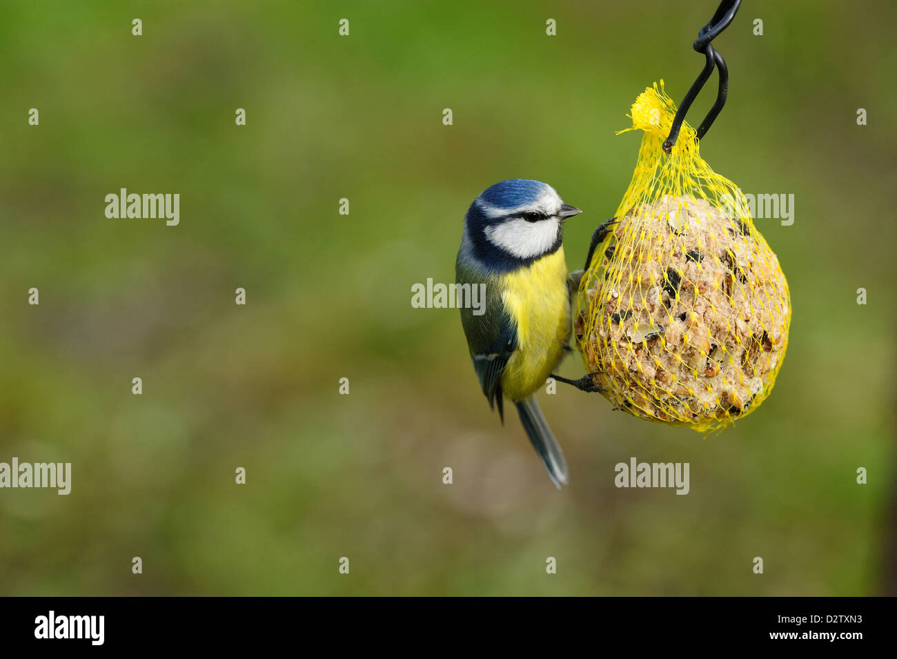 Blaumeise (Cyanistes caeruleus) Blue Tit • Ostalbkreis, Baden-Wuerttemberg, Deutschland Stock Photo