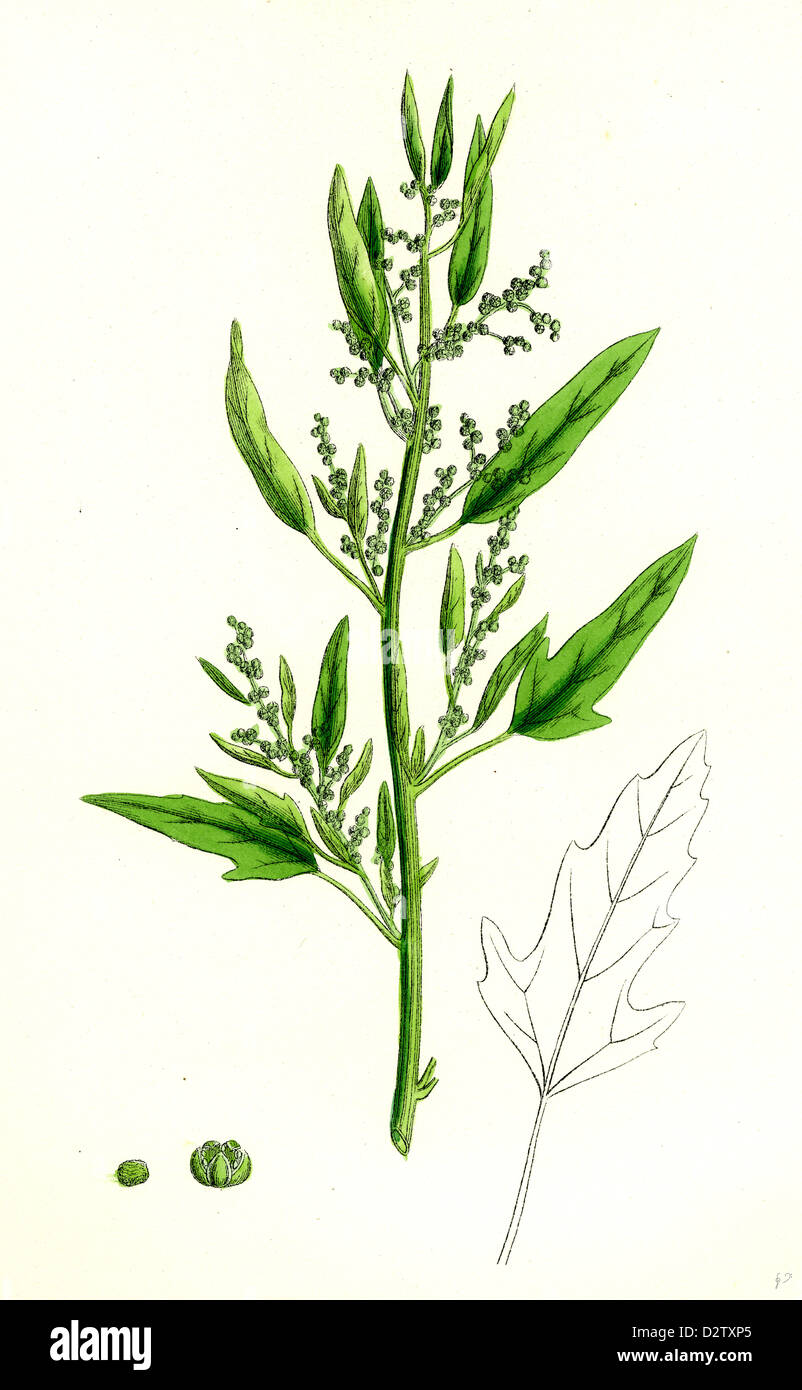 Chenopodium ficifolium; Fig-leaved Goosefoot Stock Photo