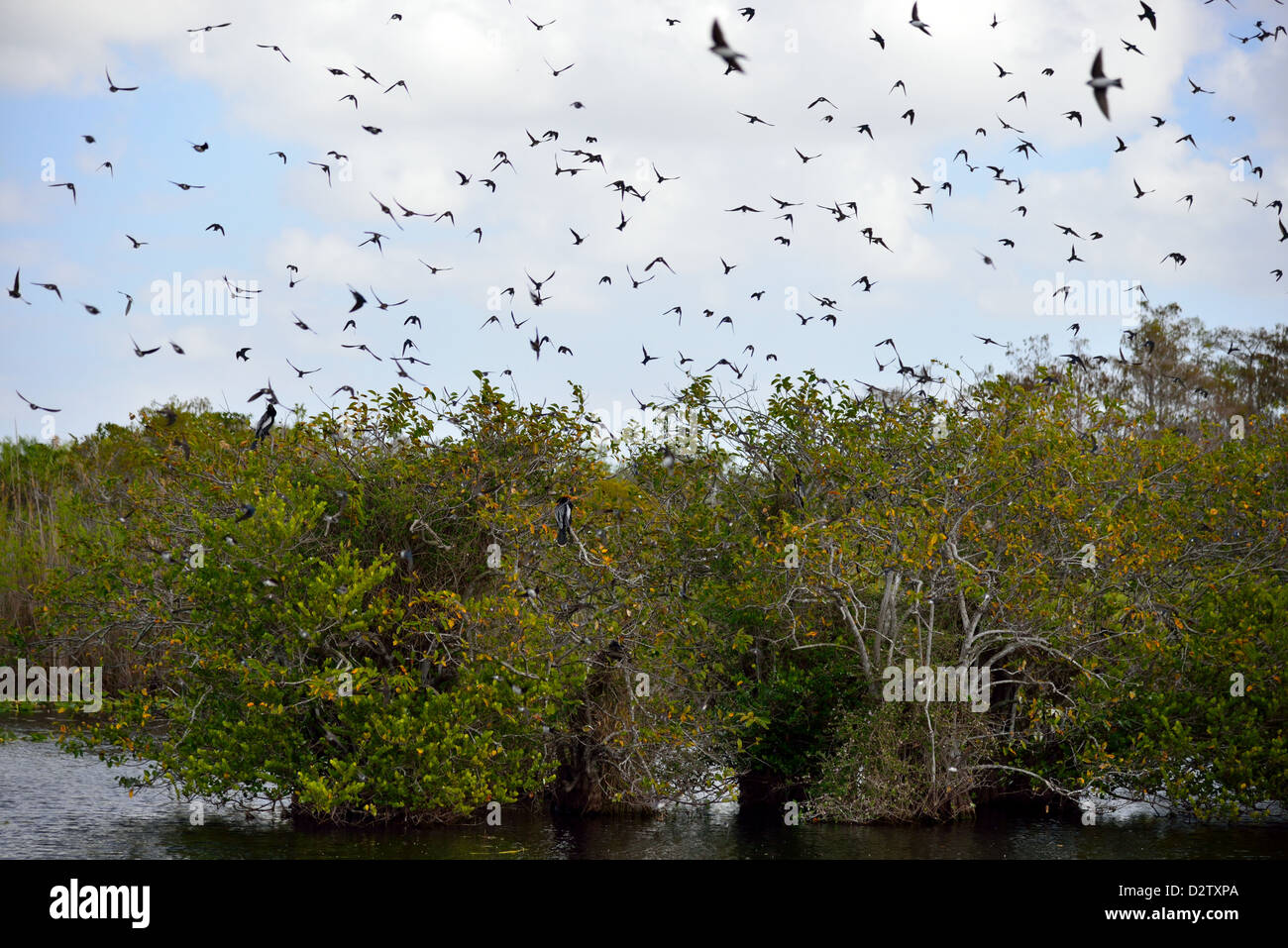A flock of birds fly over mangrove forest. The Everglades National Park, Florida, USA. Stock Photo