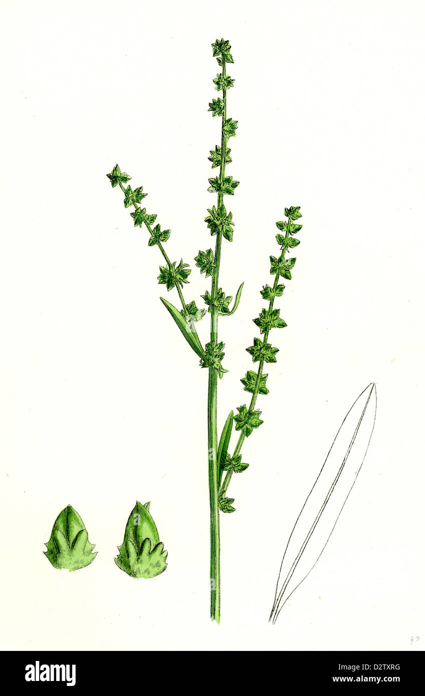 Atriplex littoralis, var. genuina; Grass-leaved Sea Orache, var. a. Stock Photo