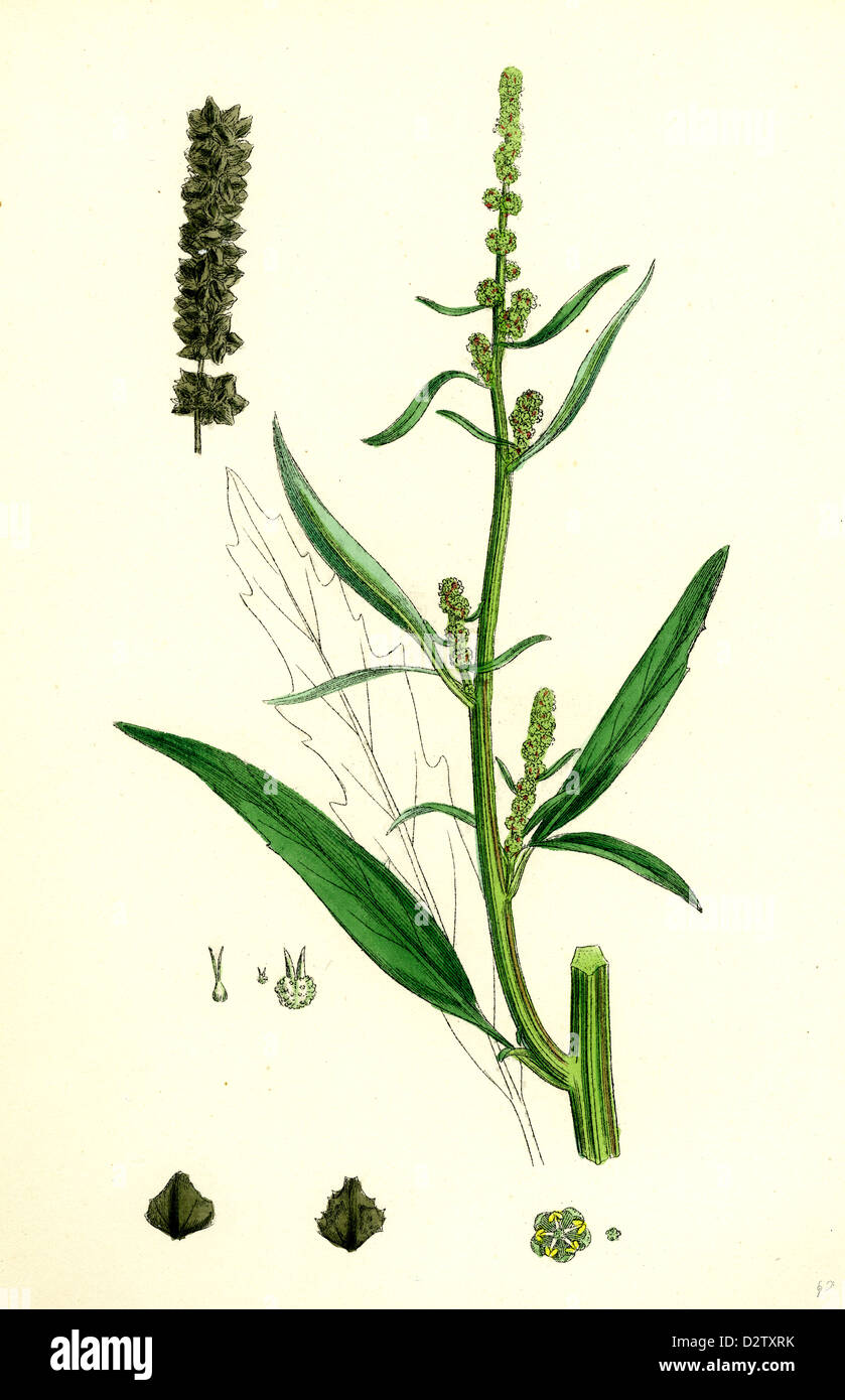 Atriplex littoralis, var. marina; Grass-leaved Sea Orache, var. B. Stock Photo