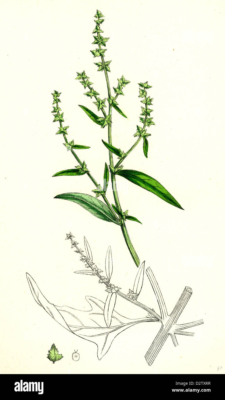Atriplex patula, var. angustifolia; Narrow-leaved Orache, var. a. Stock Photo