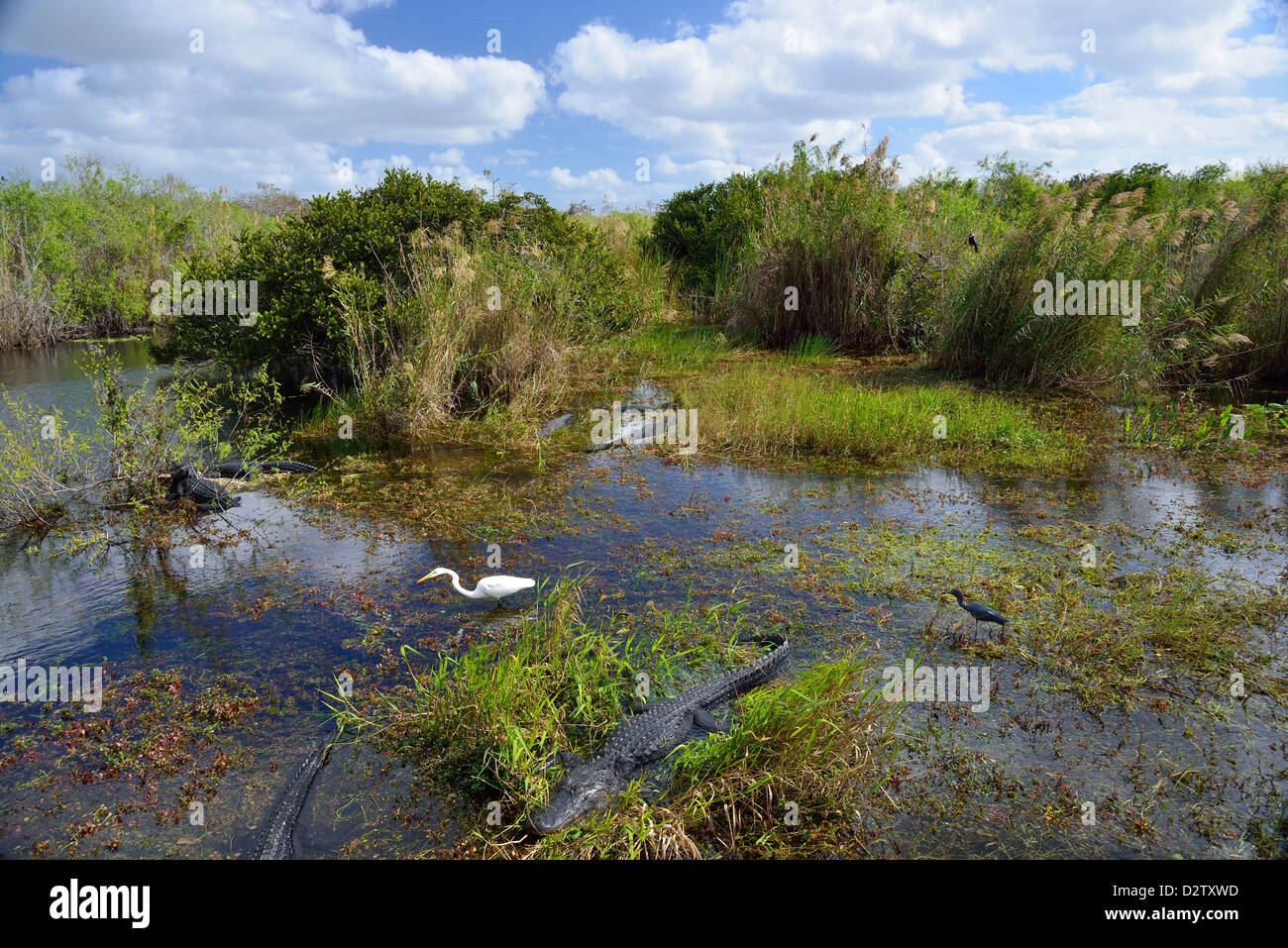 Snapshot of the eco-system, alligators and birds live side by side in the swamp. The Everglades National Park, Florida, USA. Stock Photo