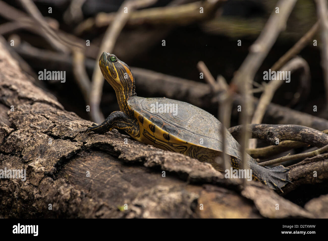 La Tovara park mangrove forest and nature sanctuary Stock Photo