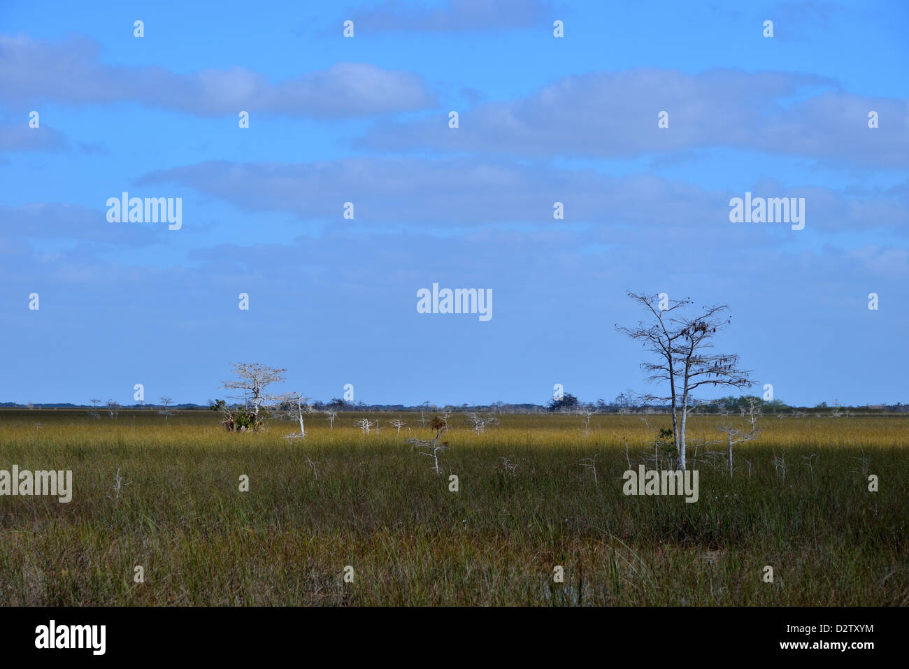 Bald cypress trees in sawgrass marsh. The Everglades National Park, Florida, USA. Stock Photo