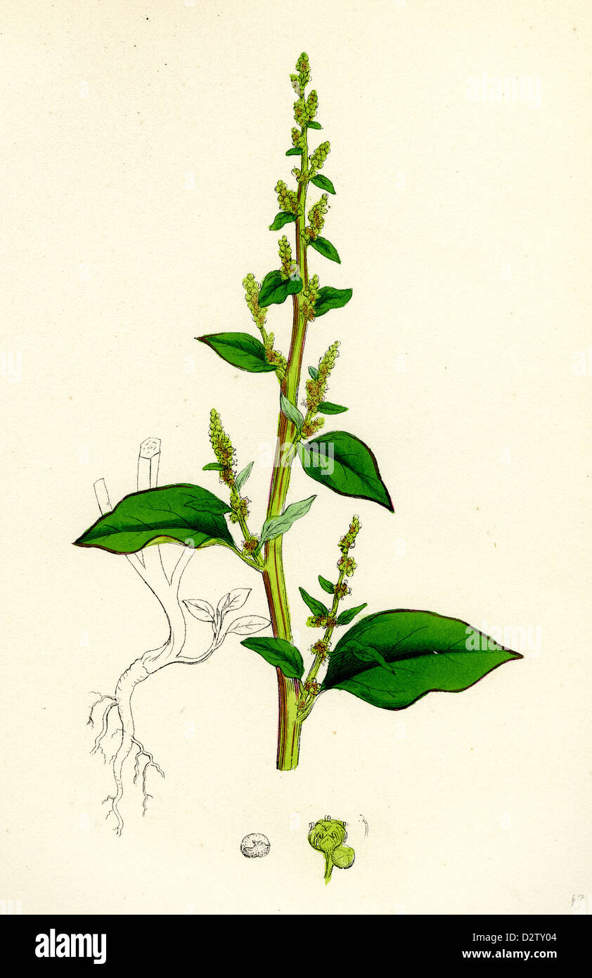 Chenopodium polyspermum, var. acutifolium; Many-sided Goosefoot, var. B. Stock Photo