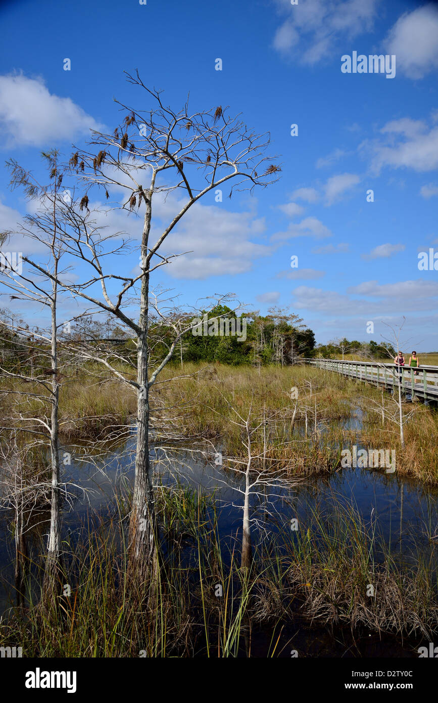Bald cypress trees in sawgrass marsh. The Everglades National Park, Florida, USA. Stock Photo