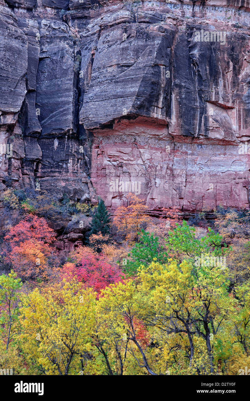 An autumn palette among the red big tooth maple and yellow cottonwood trees in Utah’s Zion National Park. Stock Photo