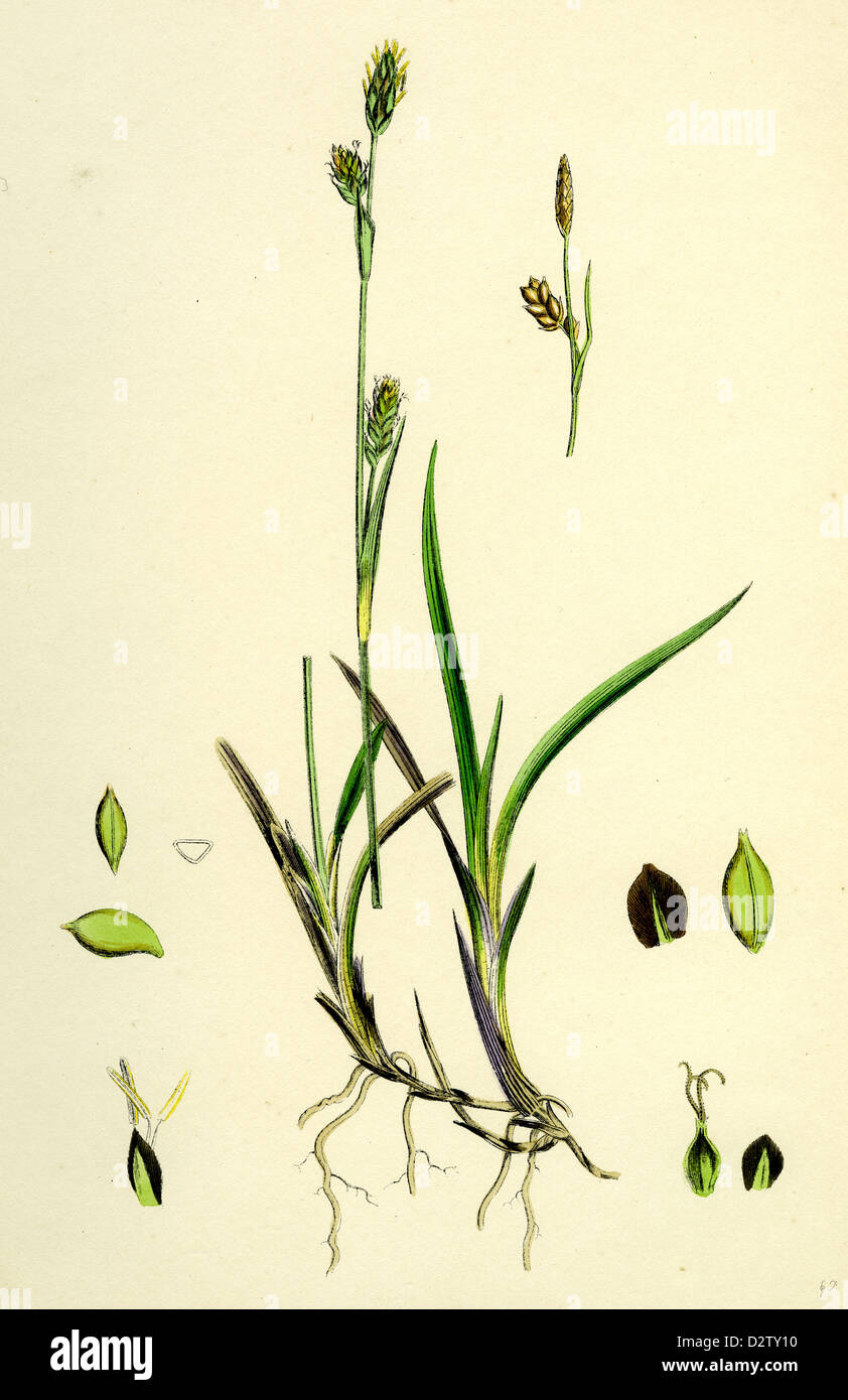 Carex vaginata; Short brown-spiked Sedge Stock Photo