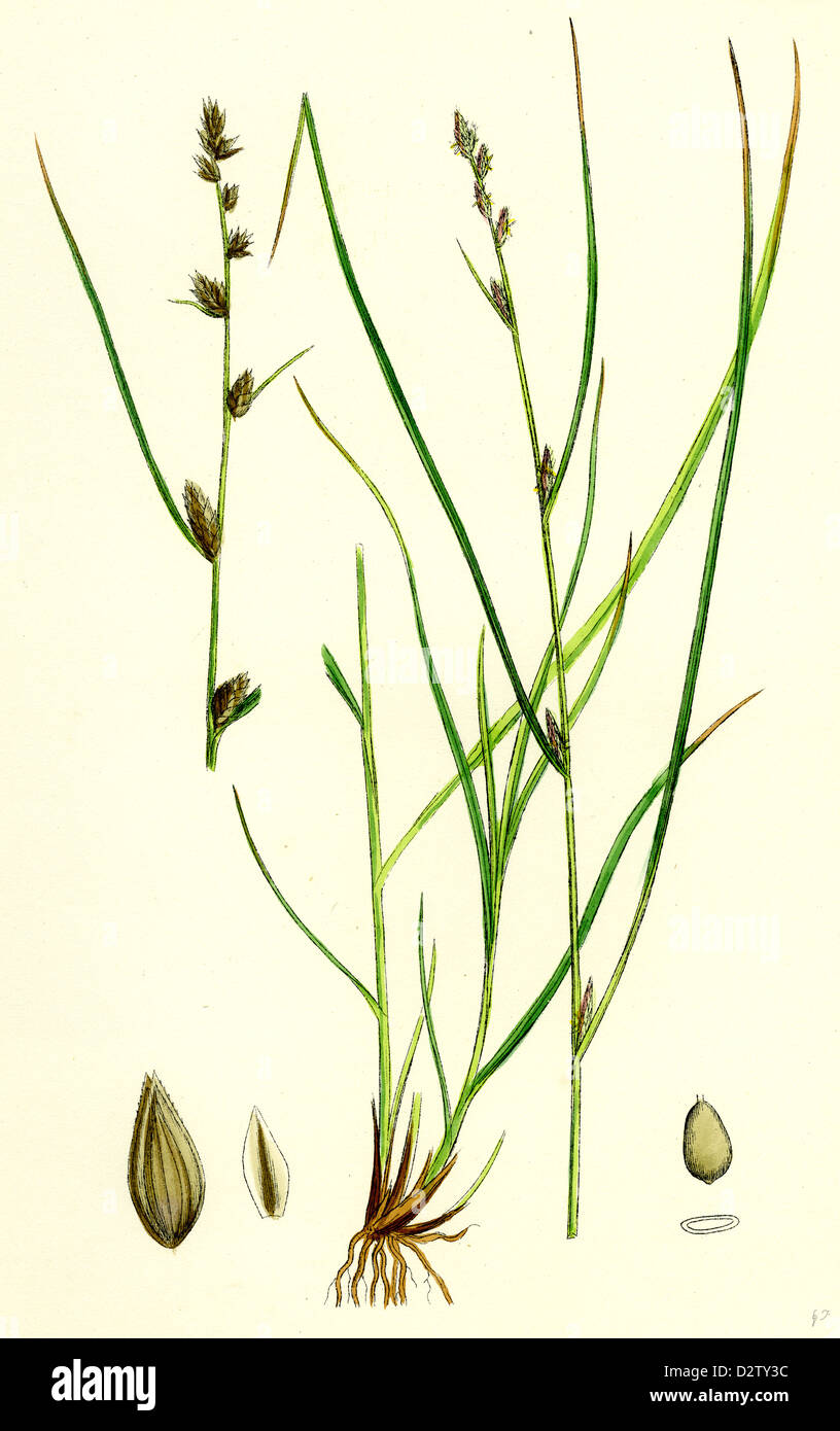 Carex remota; Distant-spiked Sedge Stock Photo