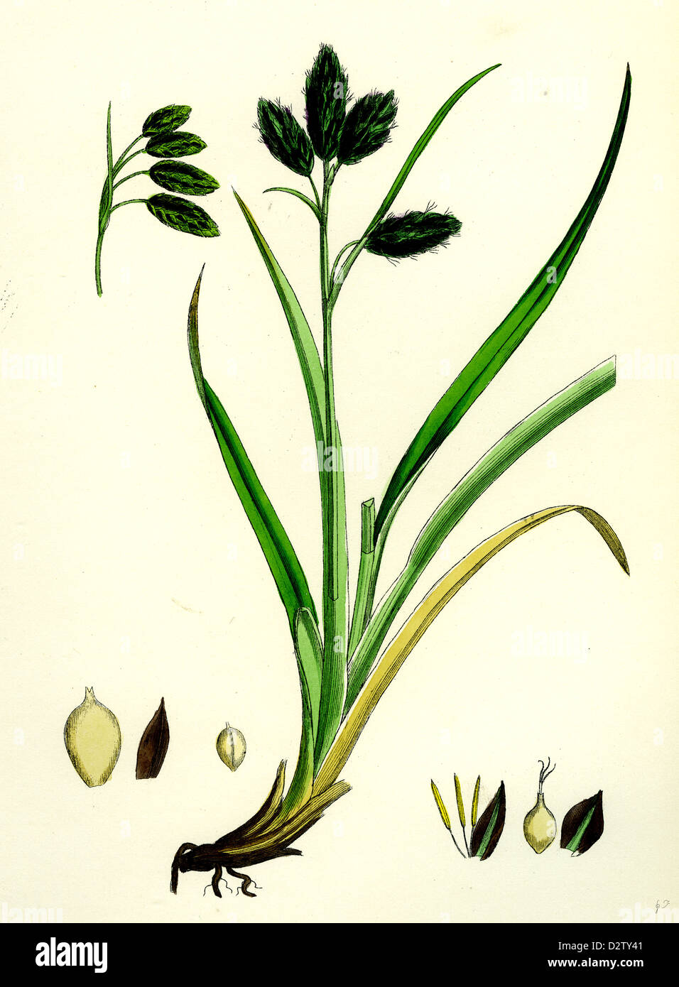 Carex atrata; Black Sedge Stock Photo