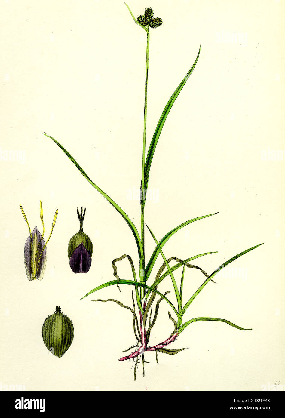 Carex Vahlii Close-headed Alpine Sedge Stock Photo - Alamy