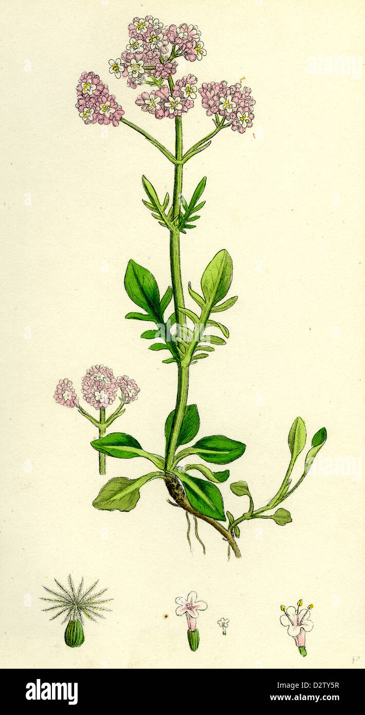 Valeriana dioica; Small Marsh Valerian Stock Photo