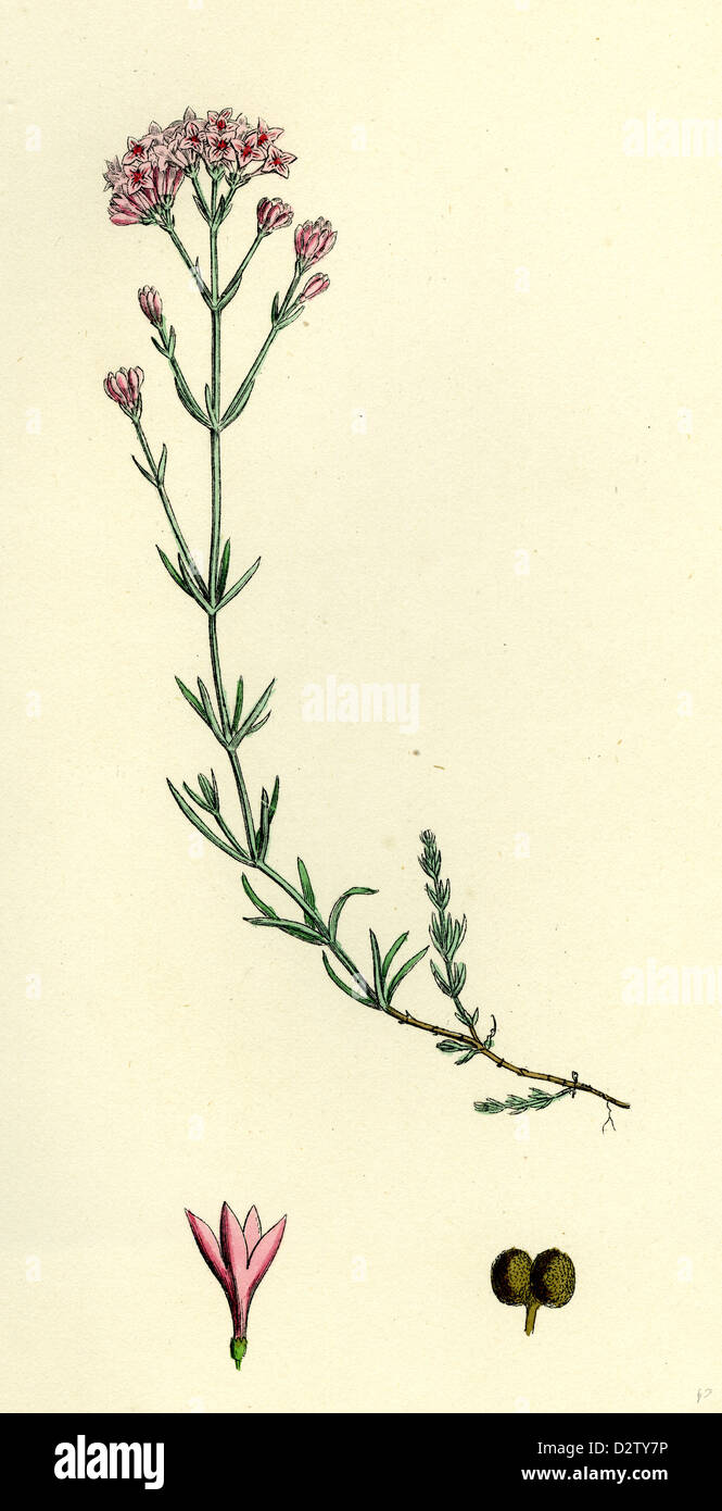 Asperula cynanchica; Squinancy-wort Stock Photo