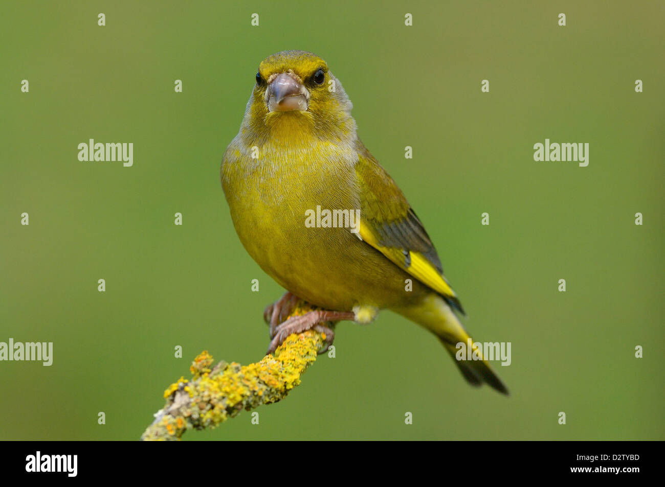 Grünfink, Maennchen (Carduelis chloris) Greenfinch, male • Ostalbkreis, Baden-Württemberg, Deutschland Stock Photo