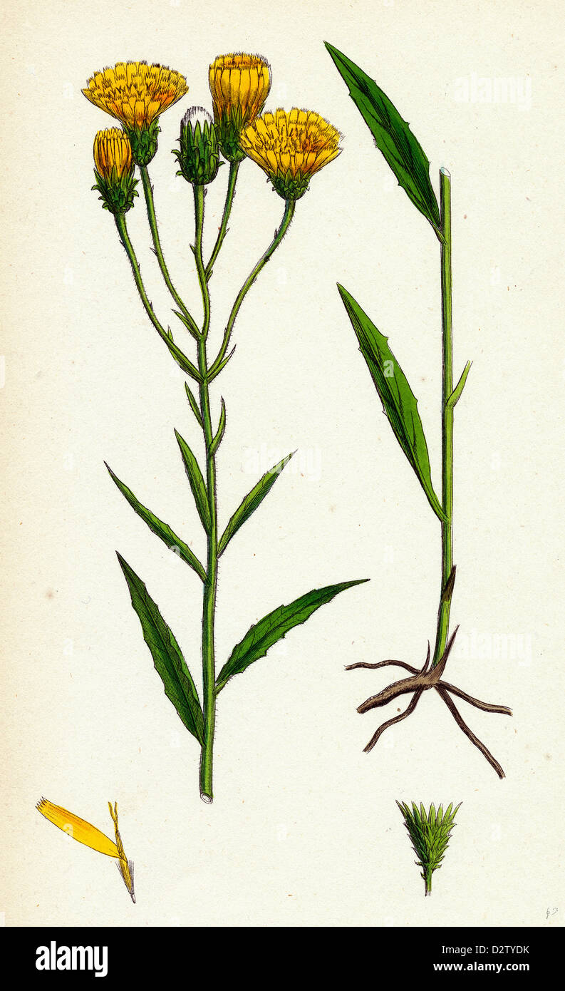 Hieracium umbellatum Narrow-leaved Hawkweed Stock Photo