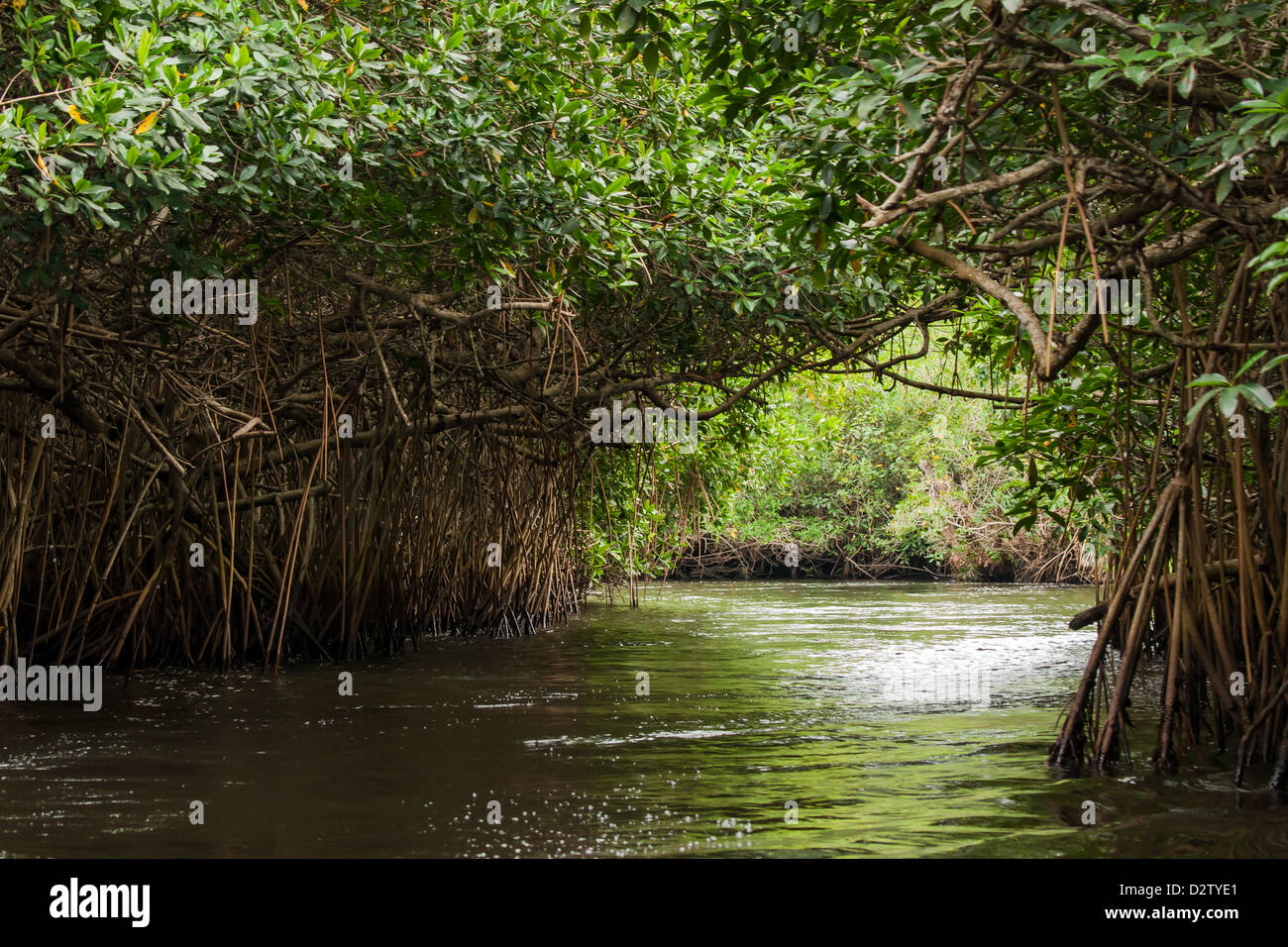La Tovara park mangrove forest and nature sanctuary Stock Photo