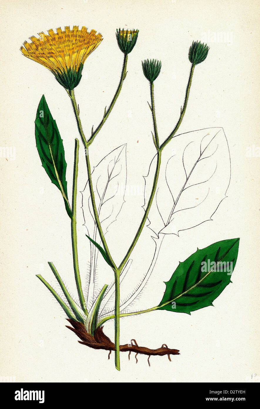 Hieracium Anglicum, var. genuinum; English Hawkweed, var. a. Stock Photo