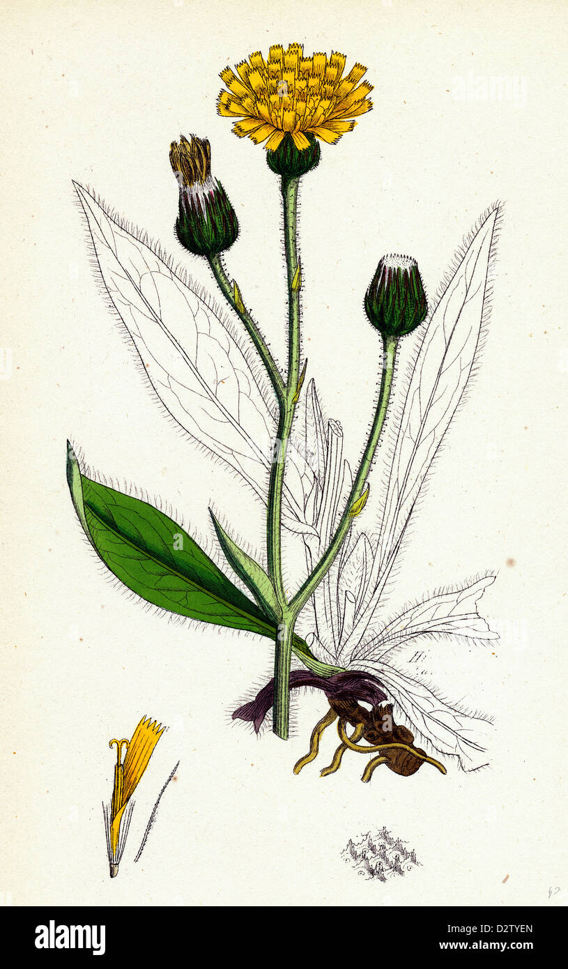 Hieracium Anglicum var. decipiens English Hawkweed var. B. Stock Photo