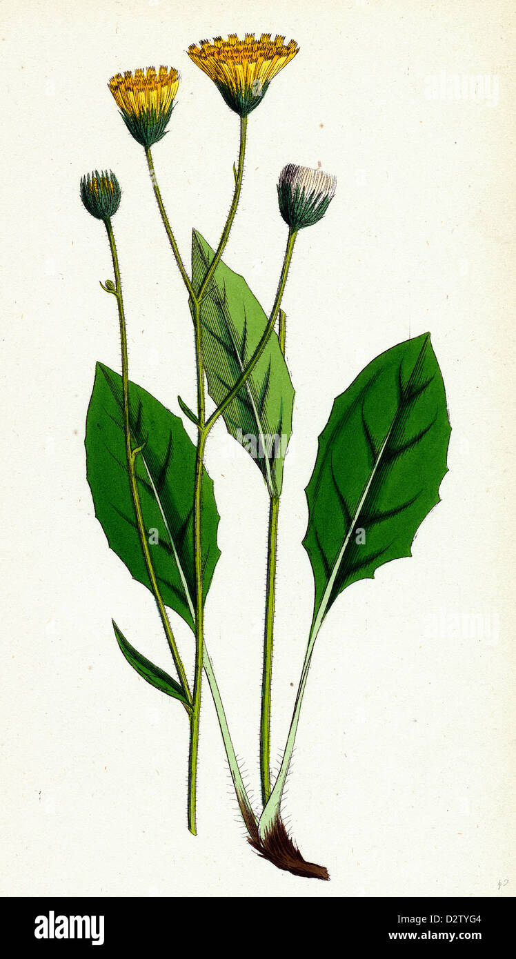 Hieracium flocculosum Stellately-downy Hawkweed Stock Photo