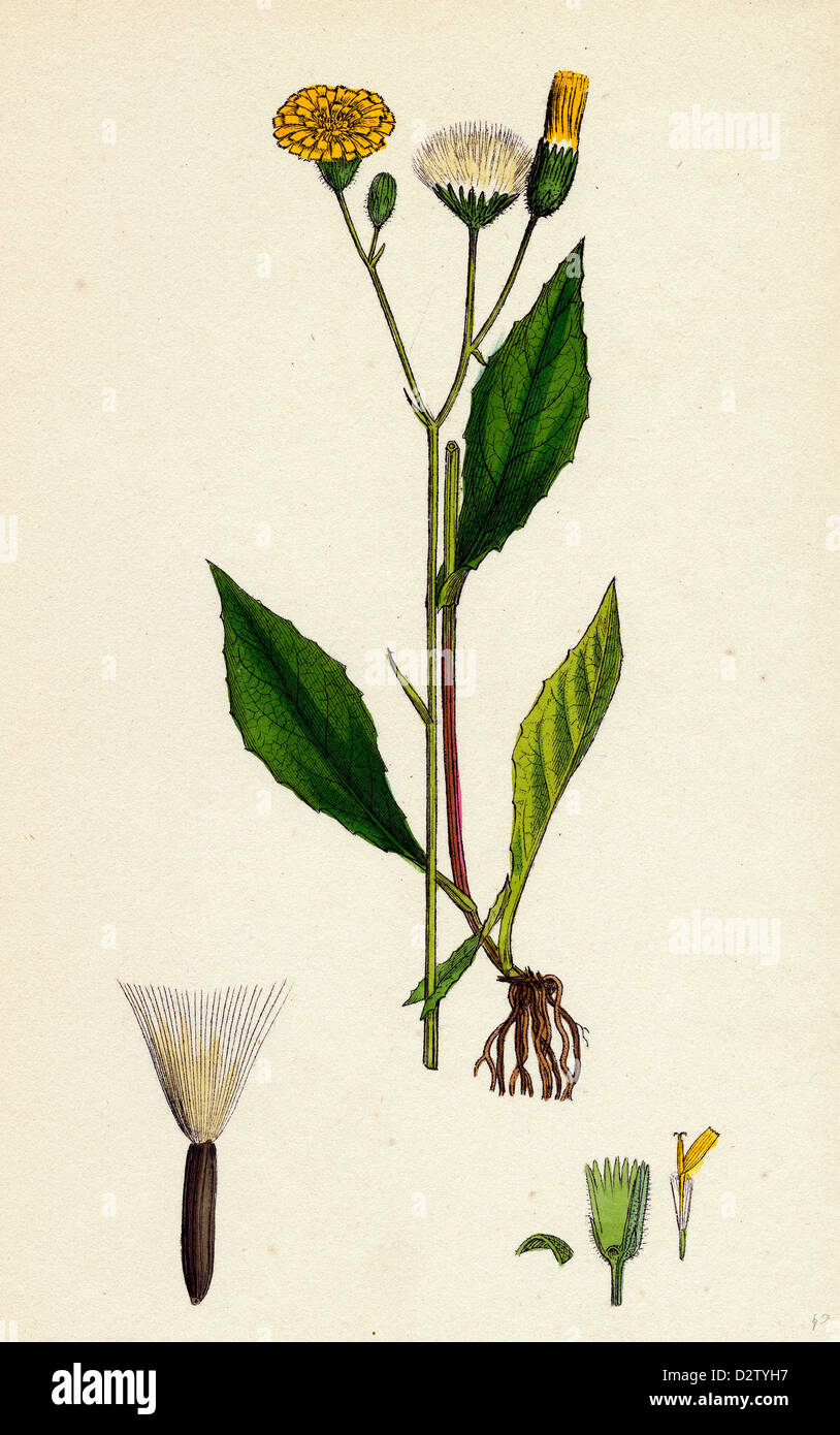 Crepis paludosa; Marsh Hawk's-beard Stock Photo