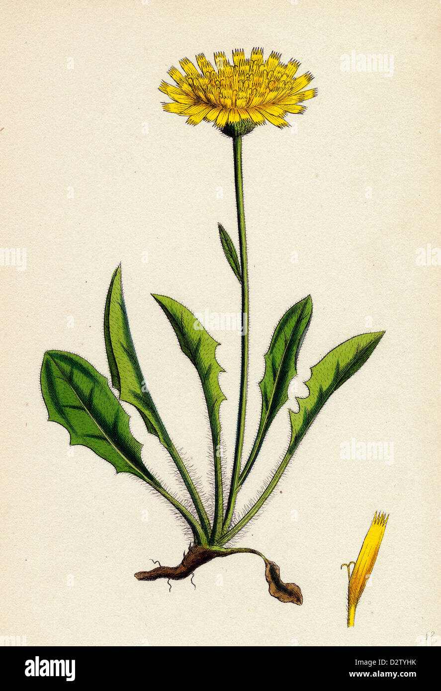 Hieracium calenduliflorum; Marygold-flowered Hawkweed Stock Photo