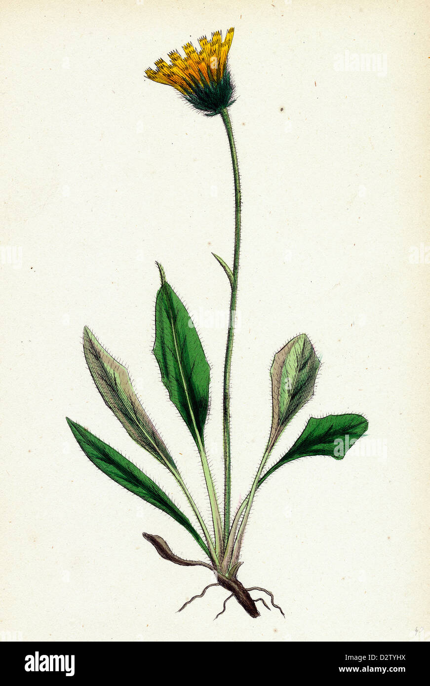 Hieracium melanocephalum; Alpine Hawkweed Stock Photo