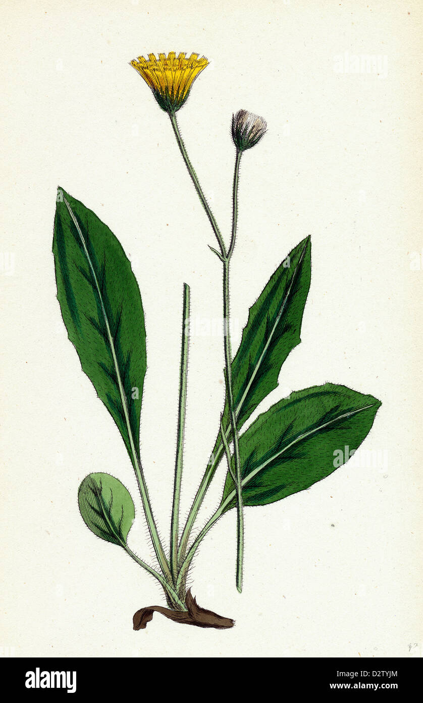 Hieracium senescens; Grey-lingulate-leaved Hawkweed Stock Photo
