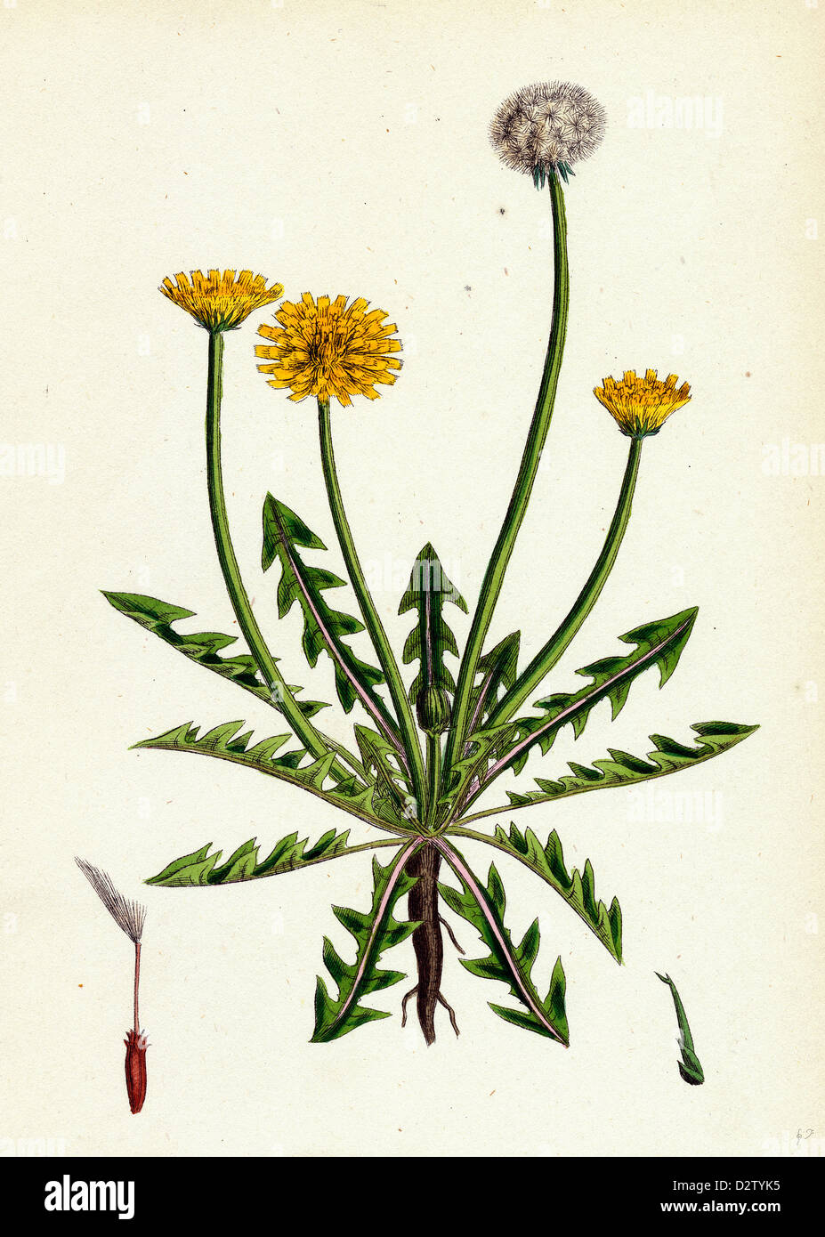 Taraxacum officinale, var. erythrospermum; Common Dandelion, var. B. Stock Photo