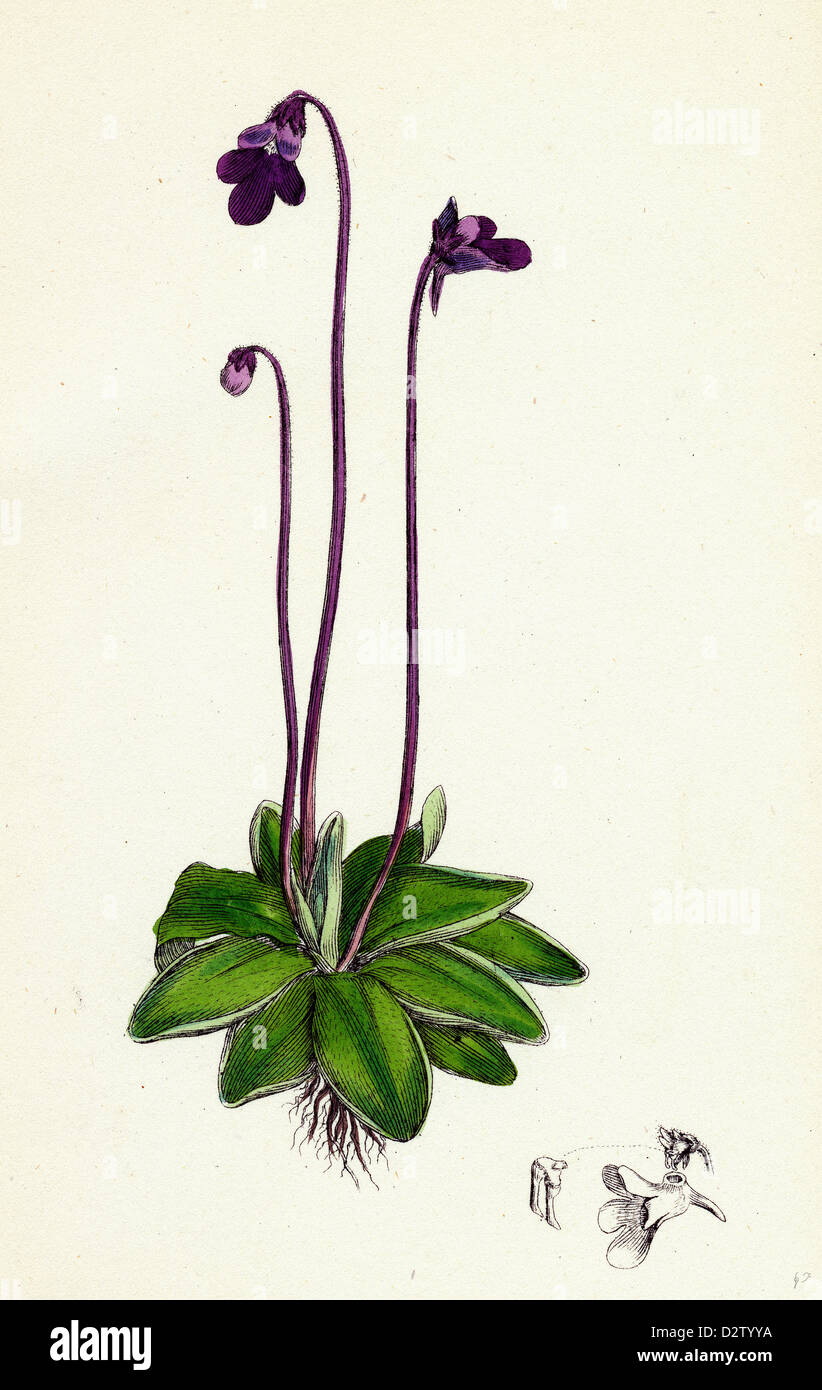 Pinguicula vulgaris Common Butterwort Stock Photo