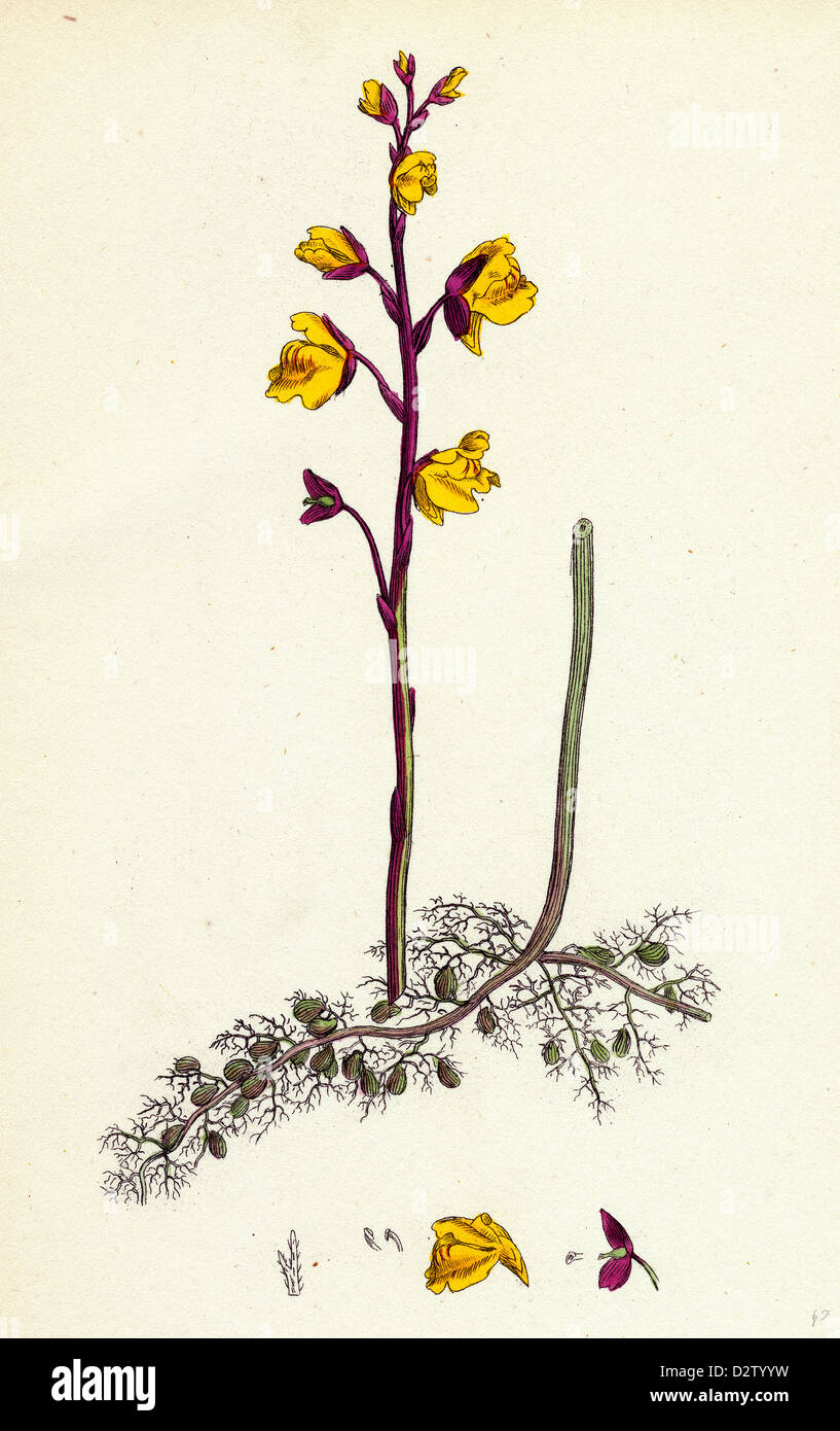 Utricularia vulgaris Greater Bladderwort Stock Photo