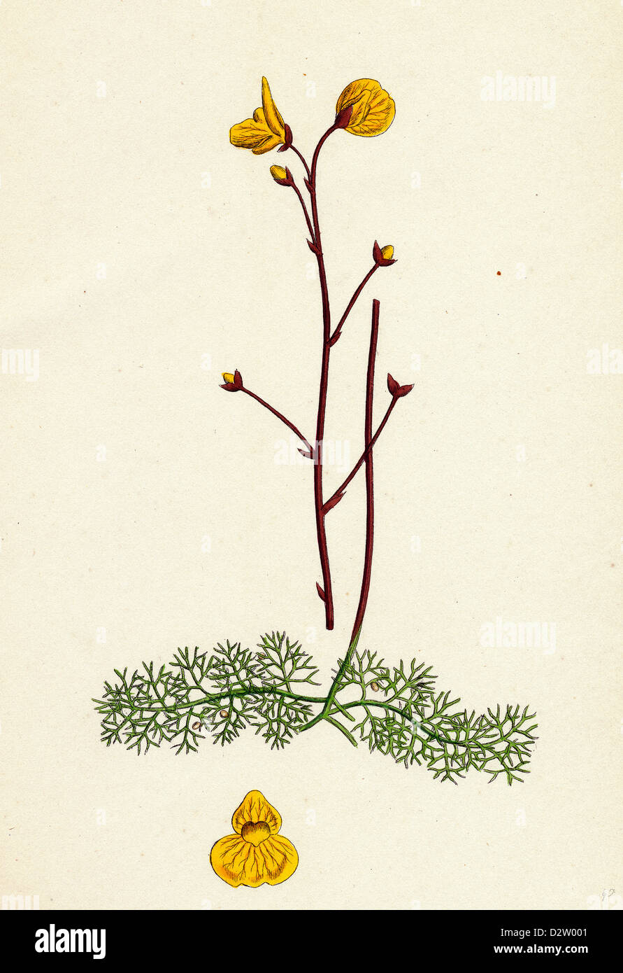 Utricularia neglecta Lehman's Bladderwort Stock Photo