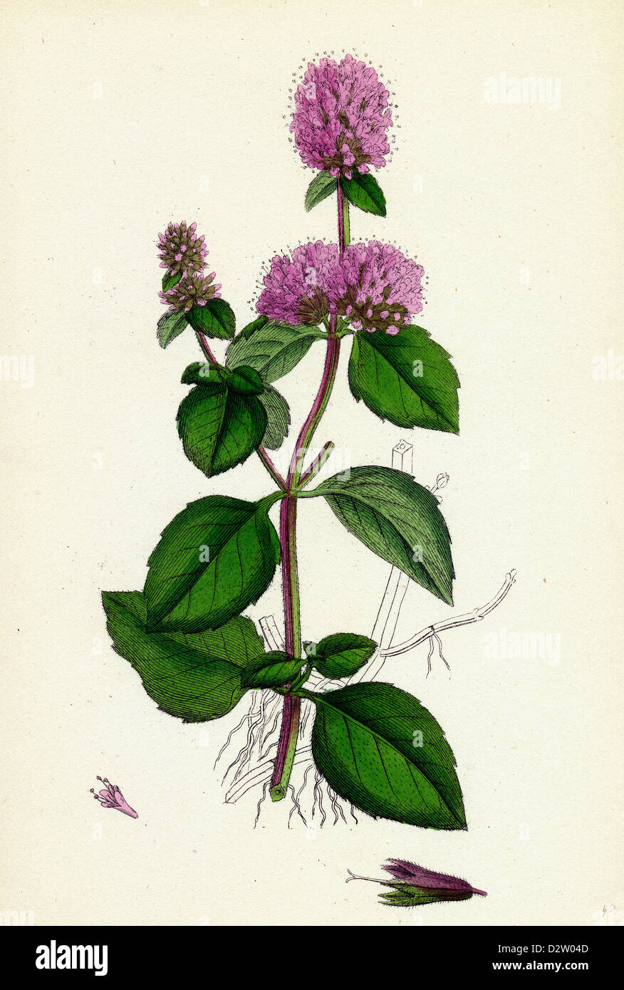 Beharry Mints Hairy mint hi-res stock photography and images - Alamy