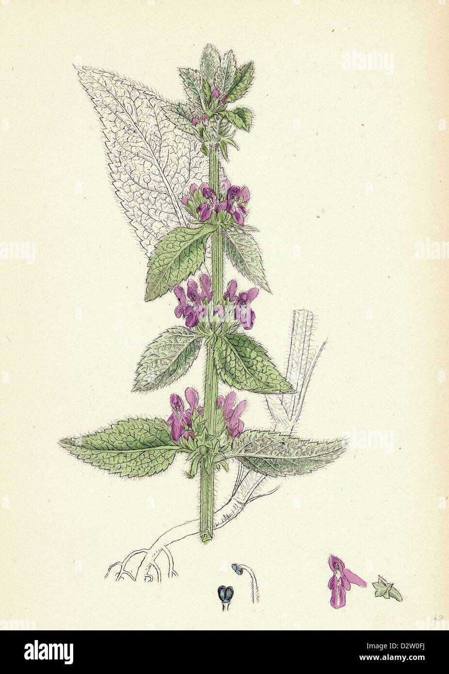 Stachys Germanica Downy Woundwort Stock Photo