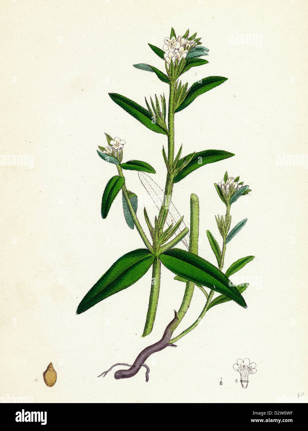 Lithospermum arvense Corn Gromwell- Stock Photo
