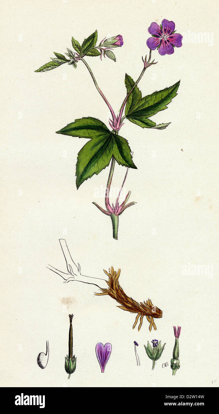 Geranium nodosum Knotty Crane's-bill Stock Photo